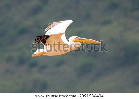 White pelican, Pelecanus onocrotalus, in Lake Kerkini, Greece. Pelicans on blue water surface. Wildlife scene from Europe nature. Bird mountain background. Birds with long orange bills. Royalty-Free Stock Photo #2091536494