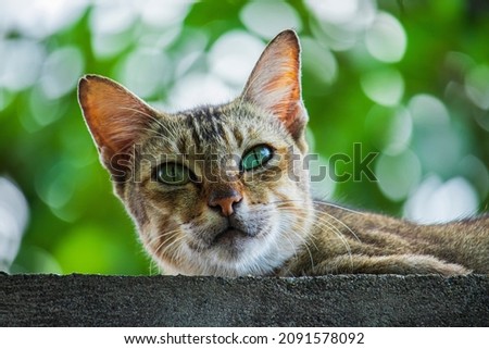 Photo of a village cat with dark gray stripes.