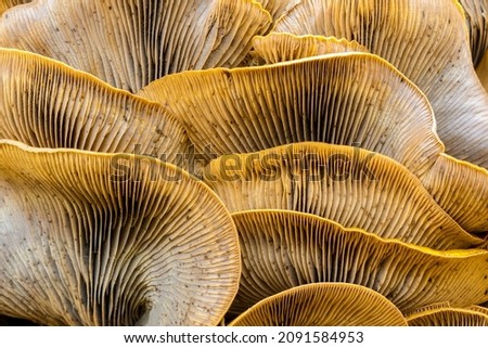 Jack-o-lantern mushroom cluster close-up. Foothills Park, Santa Clara County, California, USA.