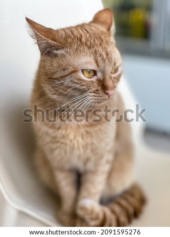 portrait of a beautiful ginger cat on a chair