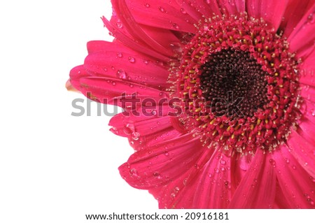 Macro shot of a red daisy flower