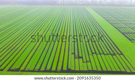 Green wheat, drone photo, winter wheat photo