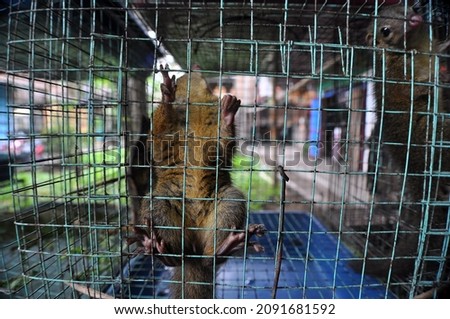 A squirrel climbs on the one in its cage