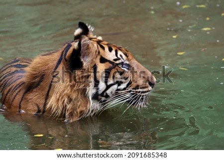 Sumatran tiger is cooling its body temperature in the water, Face of sumatran tiger, Sumatra tiger is playing in the water, animal closeup 