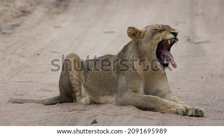 lioness in the wild of Africa