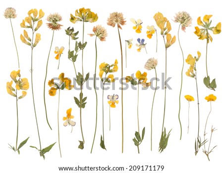 Pressed wild flowers isolated on white background 