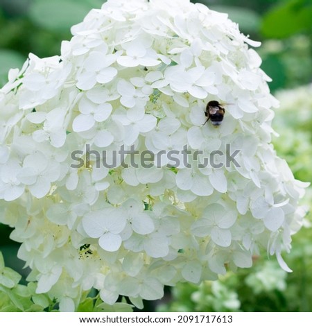 Bee in snow white blossoming flowers in green grass leaves background