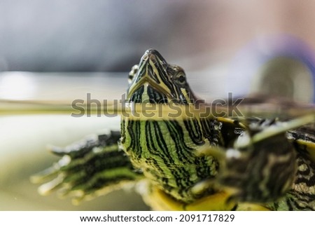 The red-eared turtle swims in the water. Close-up. Lovely pet. Selective focus