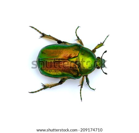 Green beetle isolated on white background  Royalty-Free Stock Photo #209174710