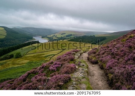Path in Peak District hills surrounded by purple heather bushes in beautiful scenery. Hillside track leading to Salt Cellar Derwent Edge. vista view for Derwent Dam from the edge of the hill. Royalty-Free Stock Photo #2091767095