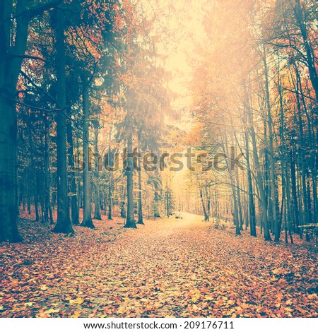 Vintage photo of autumn forest