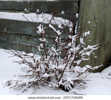 wintering tree branches under the snow in the garden