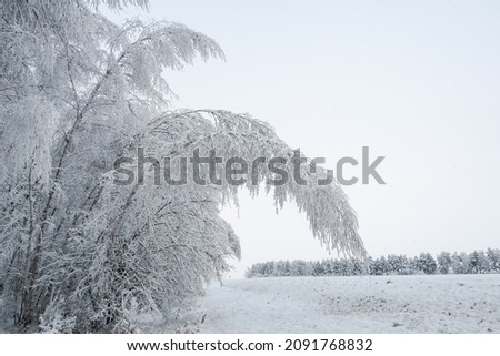 Heavy snow on tree branches. Deep snowdrifts after a snowstorm.                