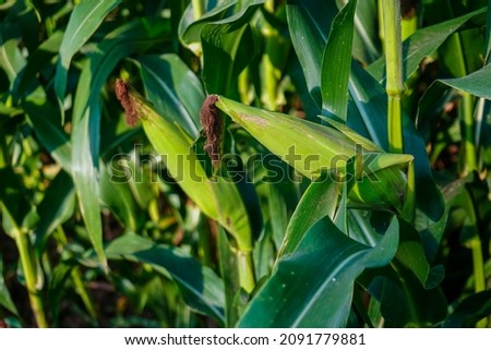 A selective focus picture of corn cob at organic corn field. Corn pods on the corn plant,corn field in agricultural garden.                               