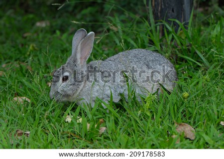 gray rabbit , Lovely animal in Thailand