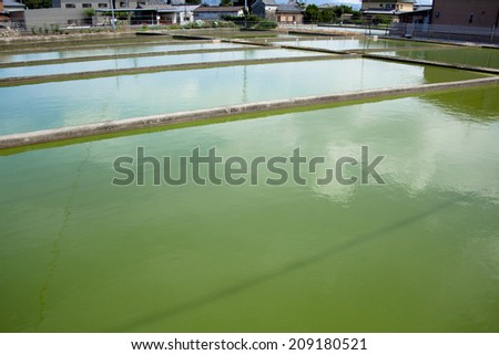 Goldfish Cultivation Pond