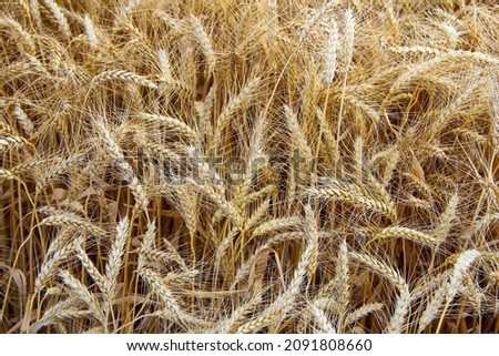 Ears of the ripe wheat, texture background
