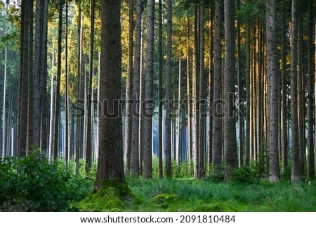 Misty early morning in the forest of Perlacher Forst in Munich with pine trees growing on the moss ground Royalty-Free Stock Photo #2091810484
