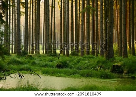 Misty early morning in the forest of Perlacher Forst in Munich with pine trees growing on the moss ground Royalty-Free Stock Photo #2091810499