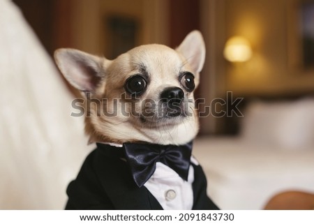 A chihuahua dog in a tuxedo at a wedding.