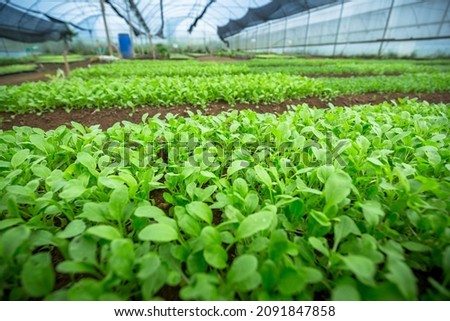 assortment of vegetables on green house