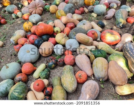 Many different colorful organic pumpkin at outdoor farm market