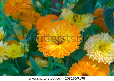 Summer meadow with bright colorful orange calendula flowers (named Calendula officinalis). Wild blooming plants