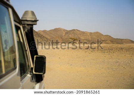 a lone tree grows in the  desert, there are beautiful relief mountains on the horizon, car tracks are on the sand, half car.