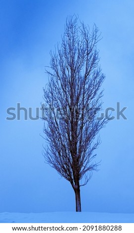 A lonely tree. Winter after heavy snow