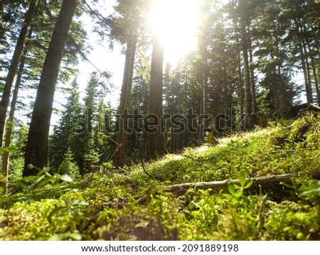 Sunny forest tree, low angle wide photo sunny forest trees with grass on the ground, foliage, nature concept idea.