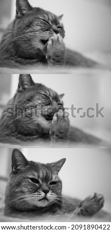 cat washes himself comfortably on the bed at home,  domestic cat lies on the bed, posing confidently at the camera. Exudes self-confidence and calmness. black and white collage of pictures