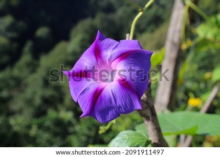Purple flower in focus with nature scene behind. Purple flower on tree branch.