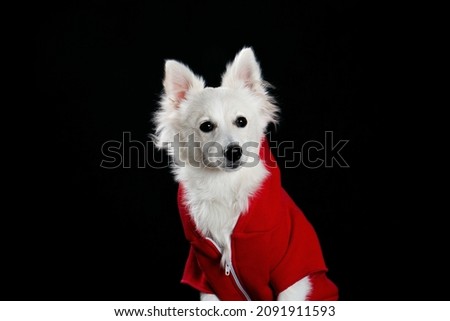 white spitz dog with red coat