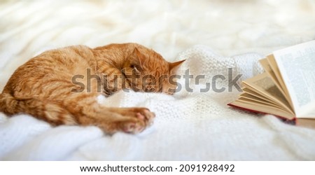 A cute red cat sleeping on the bed on a knitted wool mohair blanket in languorous bliss near opened book, cozy warm light