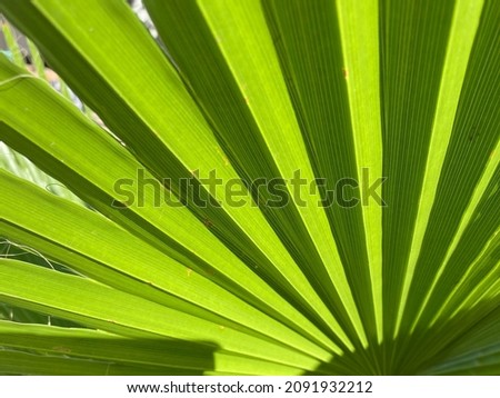 Close-up and background of green leaf of a fan palm with folds in the summer in Italy.