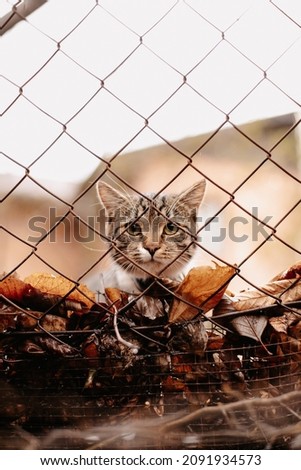 Beautiful cat looking at the camera through the сhain link fence, autumn leaves