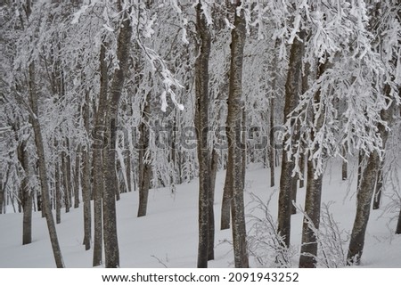 Beautiful Winter Landscape With Snow covered  Trees