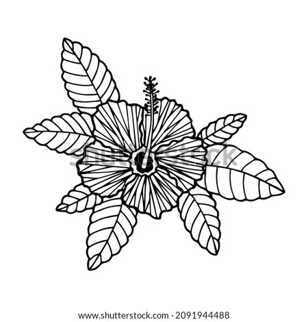 Tropical Hibiscus Flower. Vector stock illustration eps10. Isolate on white background, outline, hand drawing.