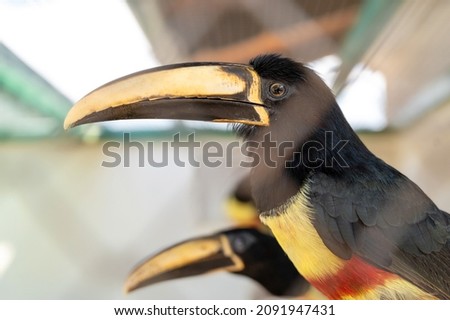The toucan sits on a tree branch on a light background