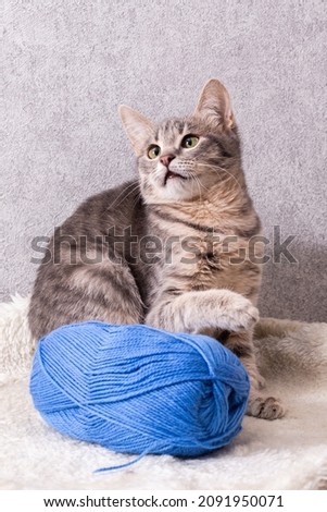 A mongrel striped cat sits next to a ball of blue wool. Home clean cat on a gray background, close-up