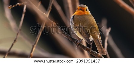 Little red bird Robin sitting on a branch