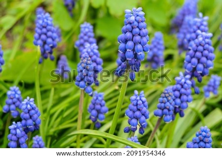 Blue muscari flowers in nature Royalty-Free Stock Photo #2091954346