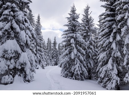 Lawn and forest. On a frosty beautiful day among high mountain are magical trees covered with white fluffy snow against the magical winter landscape. Snowy background. Nature scenery.
