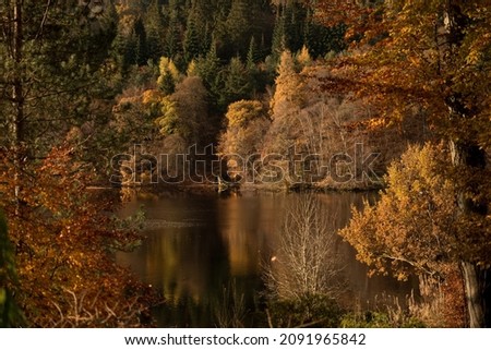 View of a riverbank with beautiful Autumn coloured trees reflected on the calm water in Perthshire, Scottish Highlands, United Kingdom, where the roots of a tree trunk can be seen entering the water