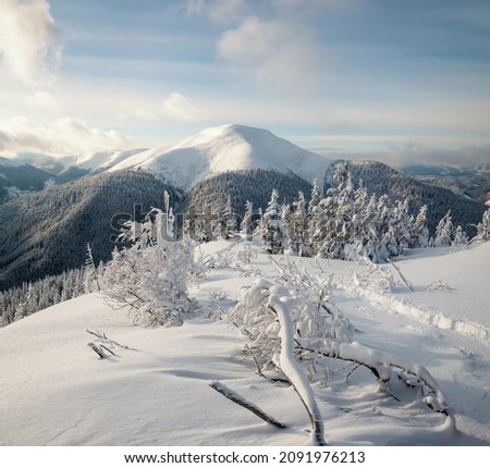 Splendid scenery in winter. Fantastic frosty morning in mountains. Snow-cowered trees under warm sunlight. Fantastic mountain highland. Amazing winter background. Wonderful Christmas Scene