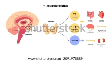 Thyroid gland functions diagram. T3, T4 hormones and calcitonin production. Regulation of metabolic rate, heart, muscle and digestive system. Human endocrine system medical flat vector illustration. Royalty-Free Stock Photo #2091978889