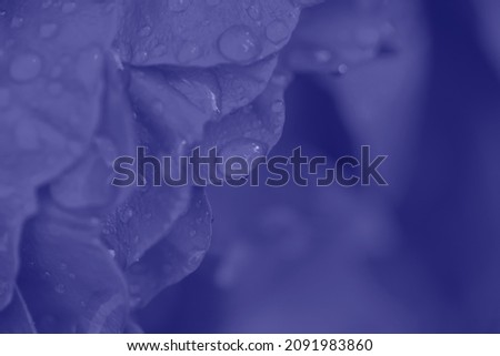 Romantic banner, delicate violet roses flowers close-up.
