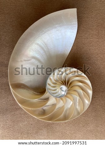 nautilus shell symmetry Fibonacci half cross section spiral golden ratio structure growth close up. mother of pearl shell spiral ( pompilius nautilus ) peach coral tones stock, photo, photograph, 