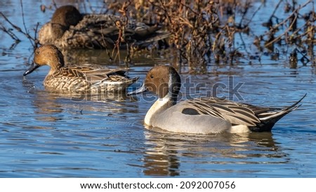 Pintail ducks on the lake