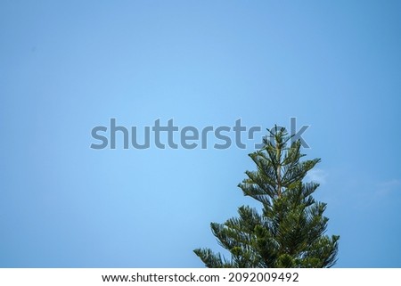 View of tree tip and clear blue sky